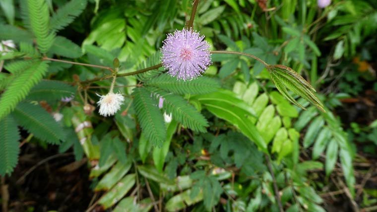 پودوں کے سانس لینے کا عمل دیکھنا ممکن ہوگیا، سائنسدانوں کا انکشاف